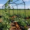 Titan Squash Tunnel -Optimal Garden Care 8596276 01EMP tif