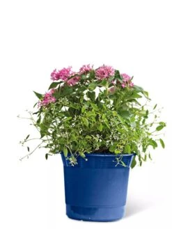Eezy Gro Self-Watering Planters -Optimal Garden Care 8596425 103 tif