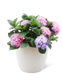 Weave Self-Watering Round Planter, 17" White -Optimal Garden Care 8598372 3002 tif