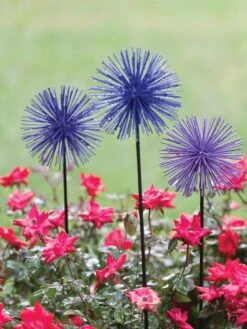 Everbloomin' Alliums, Set Of 3 -Optimal Garden Care 8598435 1000 tif