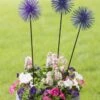 Everbloomin' Alliums, Set Of 3 -Optimal Garden Care 8598435 9007 tif