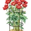 Titan Peony Supports, Medium, Set Of 2 -Optimal Garden Care 8599858 0001 art tif