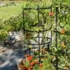 Titan Tomato Cages, Set Of 3 2 Titan Tomato Cages, Set Of 3 -Optimal Garden Care 8599861 0049 tif