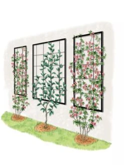 Exeter Wall Trellis -Optimal Garden Care 8600049 50 0001 art tif