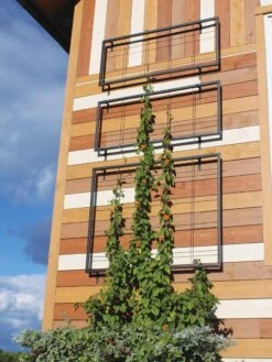 Exeter Wall Trellis -Optimal Garden Care 8600049 7121 tif