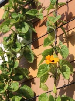 Exeter Wall Trellis -Optimal Garden Care 8600049 7127 tif