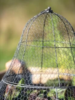 Chicken Wire Cloche With Extension -Optimal Garden Care 8600116 0607 tif