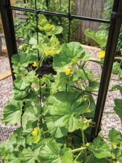 Gardener’s Victory Self-Watering Planter With Vine Trellis -Optimal Garden Care 8600176 6853