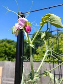 Gardener’s Victory Self-Watering Planter Garden With Vine Trellis -Optimal Garden Care 8600177 6588 tif 1