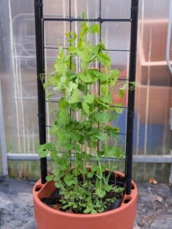 Gardener’s Victory Self-Watering Planter With Vine Trellis -Optimal Garden Care 8600178 5000 tif