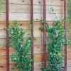 Ina Modern Wall Trellis Sr. -Optimal Garden Care 8600510 05V tif
