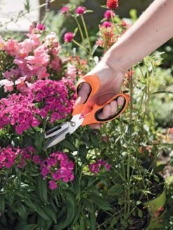 Gardener's Multi Purpose Scissors -Optimal Garden Care 8608655 19551 tif