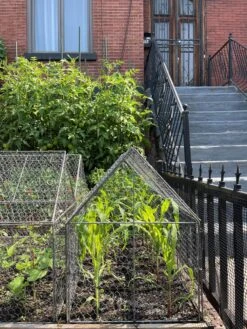 Chicken Wire Crop Coop -Optimal Garden Care 8609080 02CUST tif