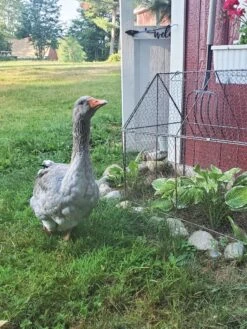 Chicken Wire Crop Coop -Optimal Garden Care 8609080 02IN tif