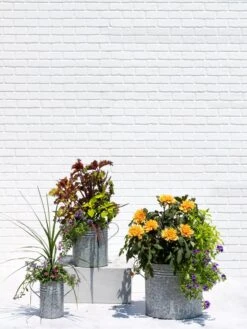 Metal Bucket Planters -Optimal Garden Care 8609085 0852 tif