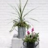 Metal Bucket Planters -Optimal Garden Care 8609086 5623 tif