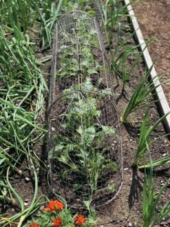 Chicken Wire Row Cloche Expandable Extra Large 3N1 -Optimal Garden Care 8609412 5903 tif