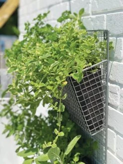 Wire Wall Pockets Vertical Gardens -Optimal Garden Care 8609429 9500 tif