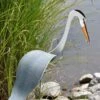 Florida Dancing Birds®, Great Blue Heron -Optimal Garden Care 8609451 02V jpg