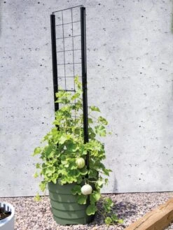 Gardener’s Victory Self-Watering Planter With Vine Trellis -Optimal Garden Care 8610238 15487 tif