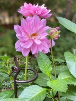 Arden Single Stem Supports, Set Of 2 -Optimal Garden Care 8610375 5703 tif