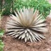 Desert Steel Yucca Plant Sculpture -Optimal Garden Care 8610744 03v desert steel yucca plant