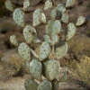 Desert Steel Prickly Pear Cactus Sculpture, Grande -Optimal Garden Care 8610769 02v desert steel prickly pear cactus grande