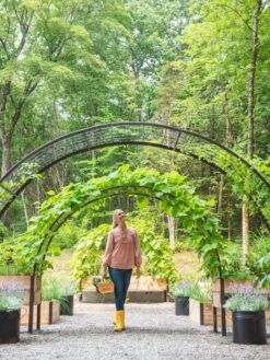 2’ X 8’ Arch Trellis For Planter Boxes -Optimal Garden Care 8610798 071 tif