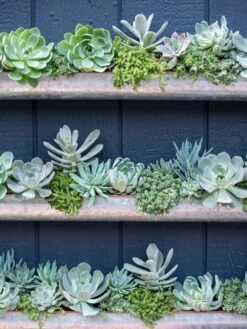 3-Tier Vertical Wall Planter, 3' -Optimal Garden Care 8611013 055 tif