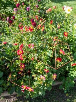 Parasol Plant Supports, Set Of 3 -Optimal Garden Care 8611129 050 tif