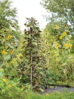 DIY Connector For Teepee Trellis -Optimal Garden Care 8611896 062 tif