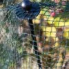 Bird-Safe Woven Bird Netting -Optimal Garden Care 8611981 1747 tif