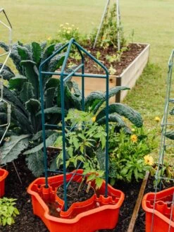 Deluxe Tomato Halos, Set Of 2 -Optimal Garden Care 8612045 221 tif