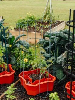 Deluxe Tomato Halos, Set Of 2 -Optimal Garden Care 8612045 226 tif