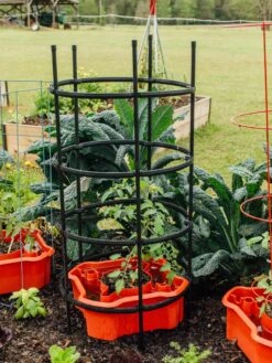 Deluxe Tomato Halos, Set Of 2 -Optimal Garden Care 8612045 228 tif