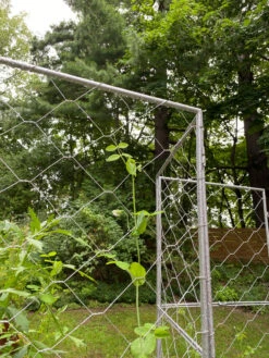 Chicken Wire Pea Trellis -Optimal Garden Care 8612718 7302