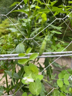 Chicken Wire Pea Trellis -Optimal Garden Care 8612718 7307