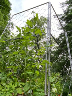 Chicken Wire Pea Trellis -Optimal Garden Care 8612718 7308