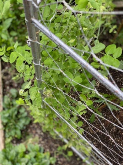 Chicken Wire Pea Trellis -Optimal Garden Care 8612718 7312