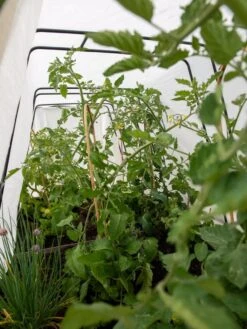 Cotton All Purpose Garden Cover -Optimal Garden Care 8612815 0039 tif