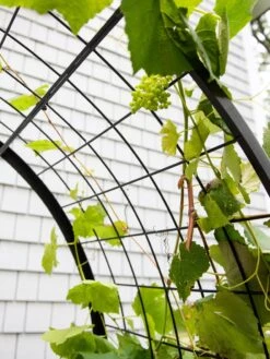 2’ X 4’ Arch Trellis For Planter Boxes 17 2’ X 4’ Arch Trellis For Planter Boxes -Optimal Garden Care 8612976 0436