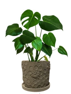 Concrete Honeycomb Bee Planter