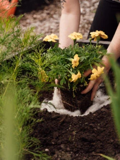 Hortiwool ®, 5 Pad Pack -Optimal Garden Care 8613263 12v