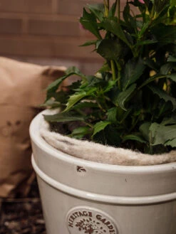 Hortiwool ®, 5 Pad Pack -Optimal Garden Care 8613263 17v