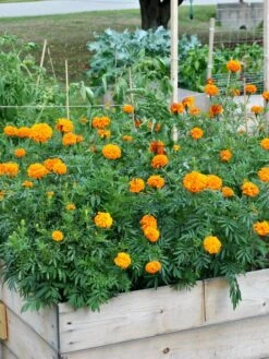 SeedSheets Organic Vegetable Garden, Easy Breezy Caprese, 4' X 8' -Optimal Garden Care 8613295 04V