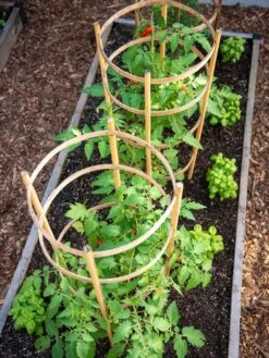 Bamboo Tomato Cages, Set Of 3 13 Bamboo Tomato Cages, Set Of 3 -Optimal Garden Care 8613426 6916