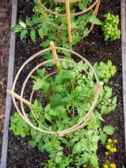 Bamboo Tomato Cages, Set Of 3 14 Bamboo Tomato Cages, Set Of 3 -Optimal Garden Care 8613426 6921