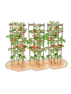 Bamboo Tomato Cages, Set Of 3 18 Bamboo Tomato Cages, Set Of 3 -Optimal Garden Care 8613426 art