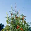 Rainbow Spiral Supports, Set Of 5 1 Rainbow Spiral Supports, Set Of 5 -Optimal Garden Care GS36377 01 tif