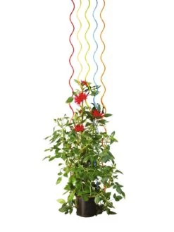 Rainbow Spiral Supports, Set Of 5 -Optimal Garden Care GS36377 03S tif